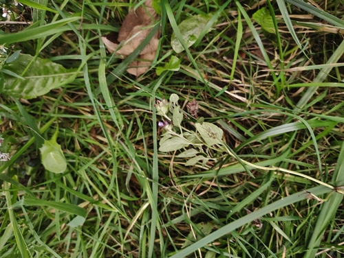 common selfheal