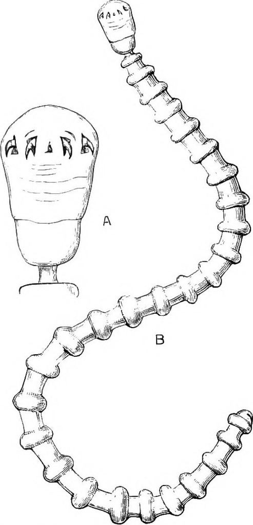 Porocephalus