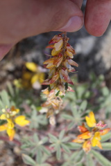 Lupinus citrinus citrinus