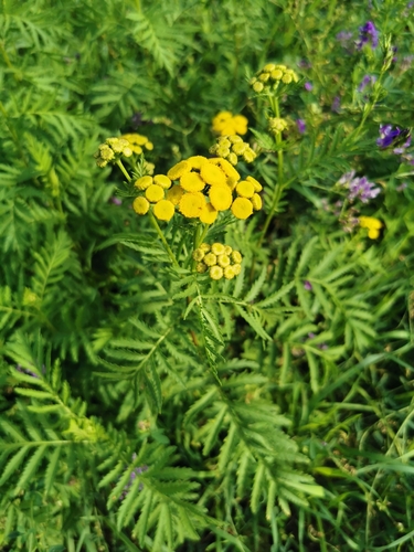 Common Tansy