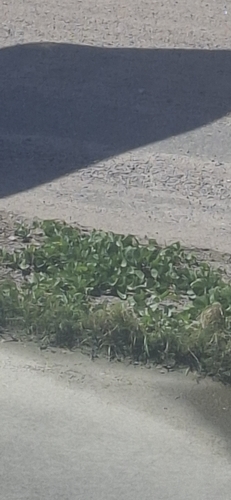 Beach Morning Glory