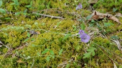 Phacelia maculata