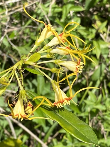 Strophanthus observed 2026-10-11
