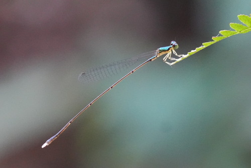 Amphicnemis observed 2026-10-11