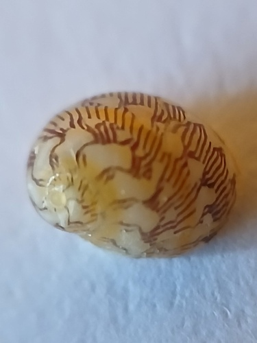 Smaragdia souverbiana observed 2026-10-10