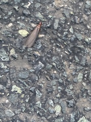 Zootermopsis nevadensis