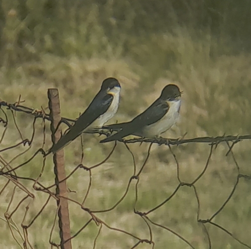 iNaturalist image