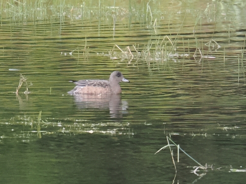 Eurasian Wigeon