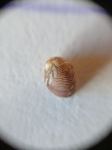 Smaragdia souverbiana observed 2026-10-08