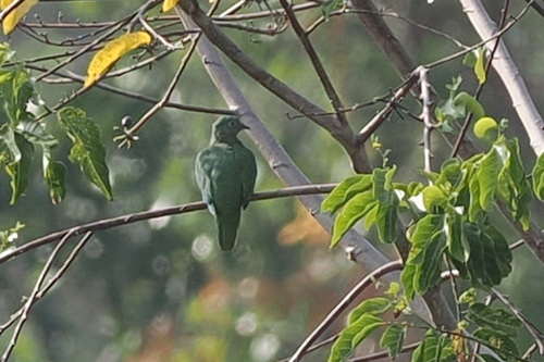 Ptilinopus melanospilus observed 2026-10-07