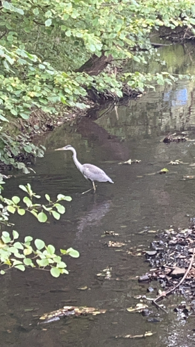 Grey Heron