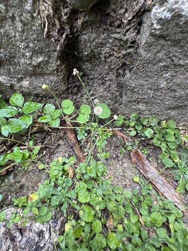 Erigeron bellioides observed 2026-10-03