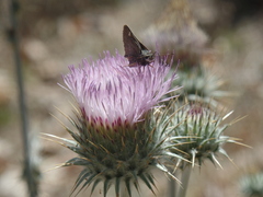 Atrytonopsis pittacus