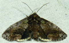 Paectes pygmaea