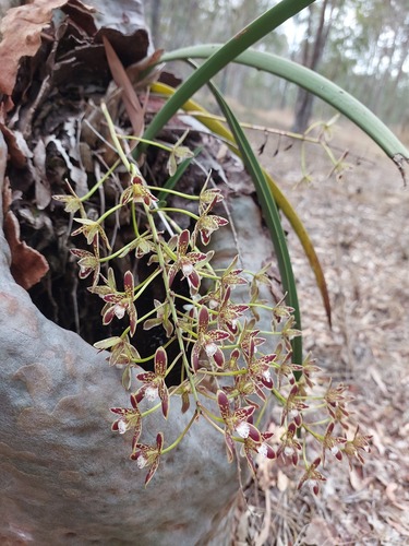 Channelled boat-lip orchid