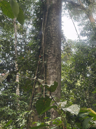 Ficus punctata observed 2026-10-11