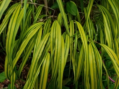 Hakonechloa macra