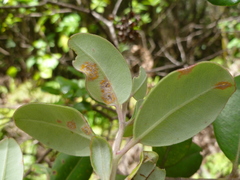 Metrosideros kermadecensis