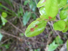 Metrosideros kermadecensis
