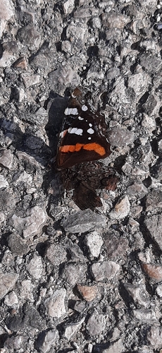Red Admiral
