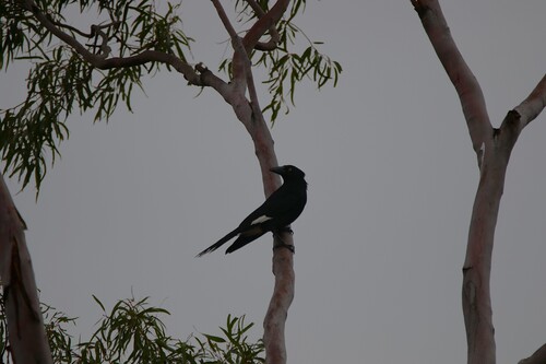 Pied Currawong