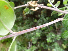 Metrosideros kermadecensis