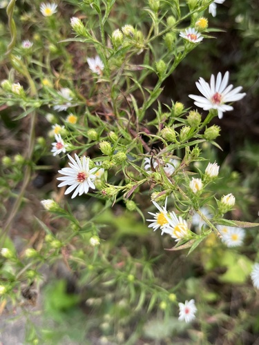 frost aster