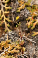 Erythranthe alsinoides