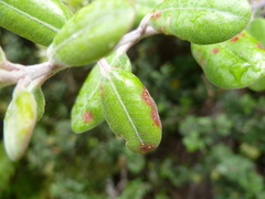 Metrosideros kermadecensis