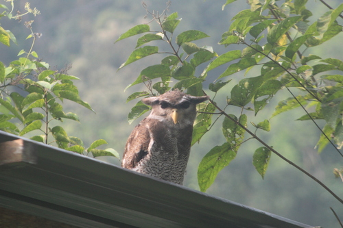 Bubo sumatranus, 2026-10-10