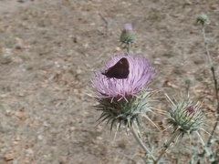 Atrytonopsis pittacus