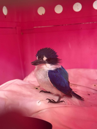 Forest Kingfisher