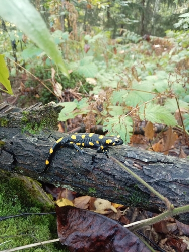 Fire Salamander