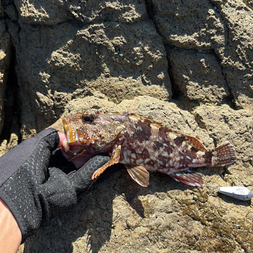 Sebastiscus observed 2026-10-11
