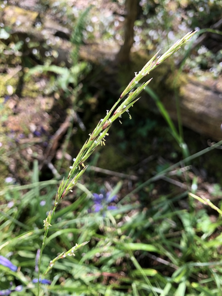 Alaska Oniongrass