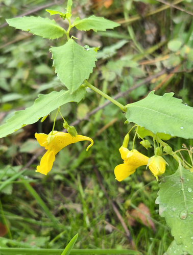 Impatiens noli-tangere observed 2026-10-10