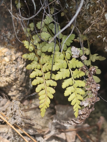 Asplenium obovatum, 2026-10-11