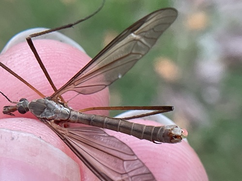 European Crane Fly
