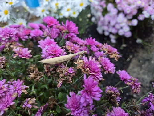 Asian Jumping Mantis