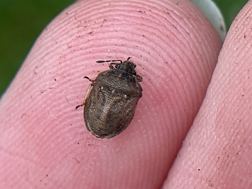 European Turtle-bug