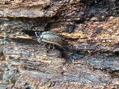 Common Striped Woodlouse