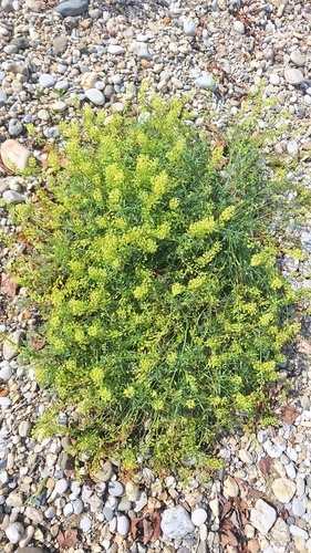 Wild Mignonette
