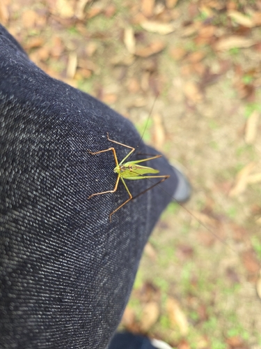 Black-footed Bush-cricket
