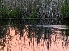 Castor canadensis