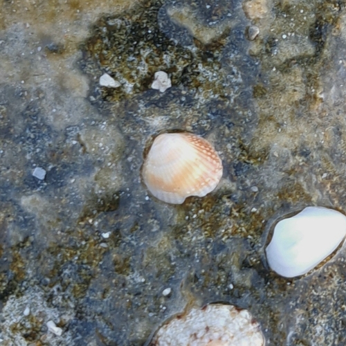 Papillicardium papillosum observed 2026-10-10