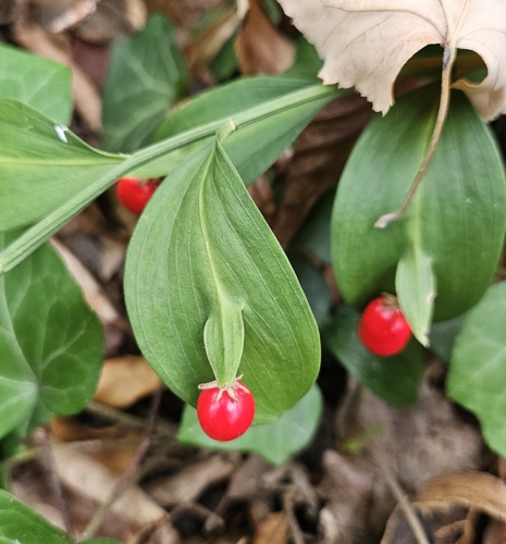 Hypoglossum observed 2026-10-10