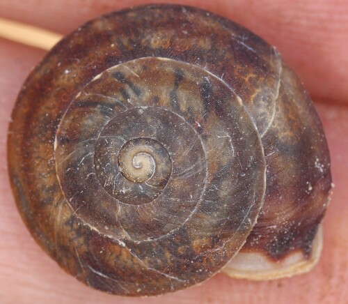 Lapidary Snail