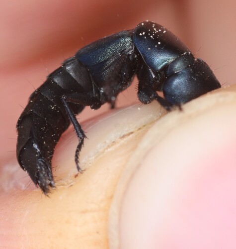 Ocypus ophthalmicus