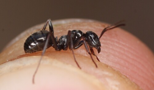 Formica gagates