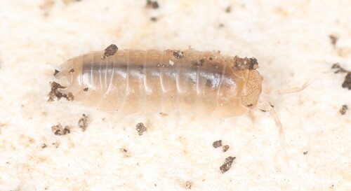 Cylisticus esterelanus
